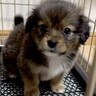 『真っ黒な赤ちゃん犬を飼った』結果→ずっと黒いままかと思ったら…衝撃的な『別犬になった光景』が20万再生「入れ替わった説」「可愛い」の声