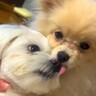 同居犬が亡くなり落ち込んでいた犬→新しい家族が増えたら…感動的な『現在の光景』に「幸せそうで素敵」「一緒に幸せになって」と反響