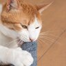 愛猫が飼い主さんの『足に噛みつく』3つの理由　地味に痛い…やめさせるには？