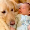 『大型犬と赤ちゃん』生まれてからの成長記録をまとめてみたら…思わず涙がでる『尊い関係性』が301万再生「ただただ感動」「全員可愛い」