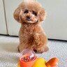 押すとオヤツが出てくるオモチャで遊ぶ犬→一生懸命『理解しようとする光景』が3400万再生の大反響「覚えるの早くてビックリ」と感動