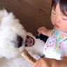 7歳になった大型犬→日常を振り返ったら…子どもと一緒に成長する記録が泣けると47万再生「尊すぎる」「まるで本当の兄弟のよう」と感動