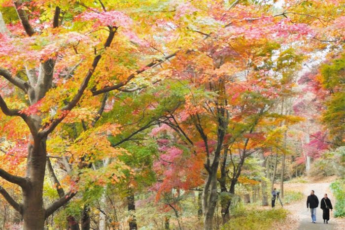 赤城自然園【見頃】11月上旬～下旬 - Yahoo! JAPAN