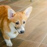 犬が家の中を徘徊しているときの理由5つ　愛犬が歩き回る心理から落ち着かせる方法まで