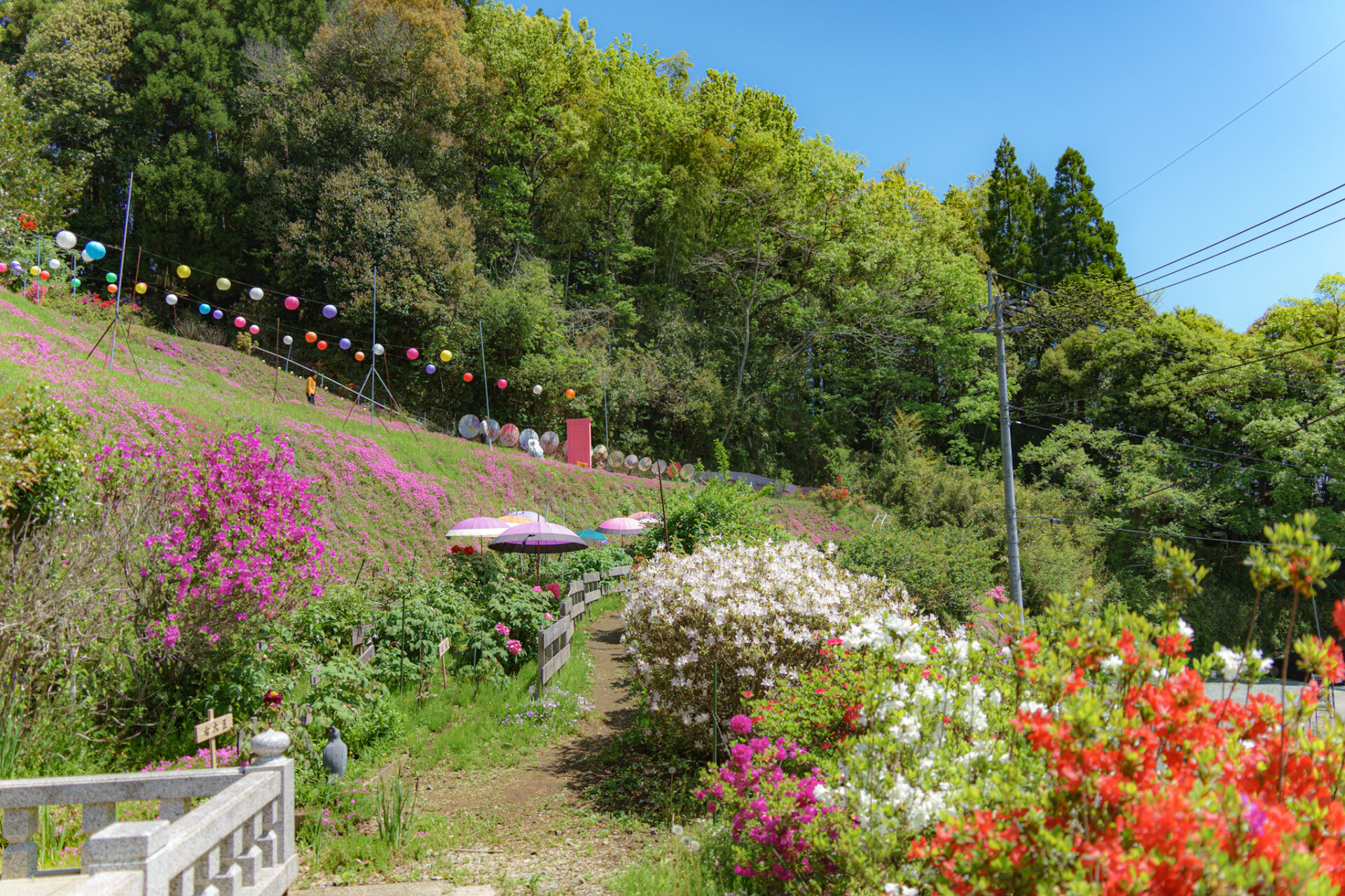 足立直芝桜園】可愛らしい芝桜が一面に広がる花園 - Yahoo! JAPAN