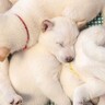 熟睡する5匹の赤ちゃん犬たち→ぐっすり寝てるけど…まさかの『寝場所』に6万1000いいね集まる「あるあるｗ」「心が浄化された」と絶賛