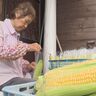 黄金の実り！大潟区トウモロコシ収穫最盛期