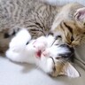 じゃれ合う2匹の子猫→喧嘩に発展してしまい…激しすぎる『兄妹喧嘩の光景』が91万再生「喧嘩する程仲が良い」「愛情表現が激しいｗ」