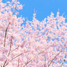 ソメイヨシノ、エゾヤマ、チシマ、北海道民が好きな桜の品種は？（北海道で聞きました。）