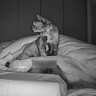 『超寂しがりやの猫』→夜の行動を撮ってみた結果…"可愛すぎる光景"に悶絶の声続出「たまらない」「めっちゃ癒された」と8万再生