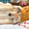 犬が『飼い主に撫でて欲しいアピール』した結果…想像以上にあざとすぎる『かまって攻撃』に悶絶「ポーズ可愛すぎ」「おっぴろげｗ」と2万再生