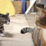 様子を見に来た先住猫たち→子猫が挨拶するかと思ったら……『予想外の反応』が微笑ましすぎると２万再生「みんな頑張ったね」「優しい」の声