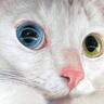 オッドアイがきれいな白猫ちゃん→よ～く見てみると……思わず声がでる『真実』に「言われないと気付けない」「怖いくらいにすごい」と絶賛の声