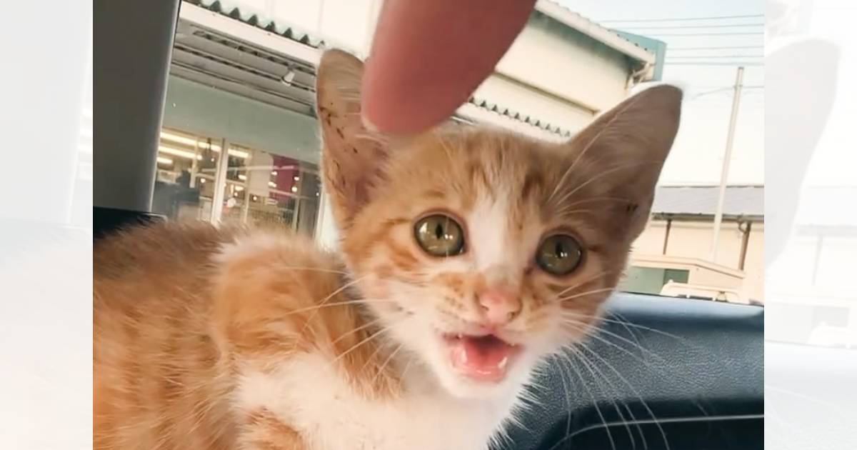 こもも子猫 AqrN6ZEr8hvRuGCKSskqoP1xfv5SJZ