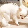 オナラをしてしまった犬→ニオイが強烈すぎた結果…想像を超えるリアクションが15万再生「ロボットのせいにしてて草」「逃げるの面白すぎｗ」