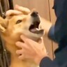 『自分で自分を傷つけてしまう犬』を保護した結果…『仲間との再会』と『まさかの展開』に思わず涙「再会で泣いた」「幸せに」と25万再生