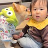 赤ちゃんを『我が子のように』お世話する犬…幸せすぎる『相思相愛な光景』が18万再生「優しいまなざし」「内緒話かわいい」と絶賛