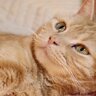 愛猫があなたに『甘えたいニャア♡』と思っているサイン5つ　見逃したくない甘々タイムのチャンス！