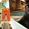 電車に乗っていたら『巨大猫』に襲われて…『夢みたいな疑似体験』が出来るジオラマ食堂が話題「攻撃が速過ぎッｗ」「これなら遅れてもいい…」