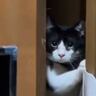 部屋に『知らない人』→猫がのぞき見にきたと思ったら…猫とは思えない『衝撃の行動』に"爆笑"67万再生「猫かどうかも怪しい」「オカン感ｗ」