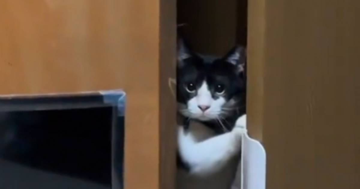 【猫猫ホッピー 様】 猫首輪 デニム ネイビー｜ぽぽねこ公式オンラインショップ