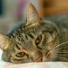 猫が『悲しい…』と思っているときに見せるサイン3選　どんなときによく見られる？フォローの仕方は？