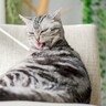 猫の被毛が『毛割れ』を起こす理由4選　改善のためにできることは