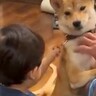 小さな男の子が『犬の首輪を引っ張ってしまった』結果→見かねた先輩犬が…まさかの『カッコよすぎる行動』が８万再生「すごい」「賢い」と称賛