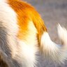 犬が嫌な気持ちの時にみせる『しっぽの状態』5つ　愛犬の心理状態から飼い主が取るべき行動まで