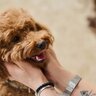 犬に幸せを与える『飼い主の言葉』5選　愛犬の幸福度を高めるために日頃から意識すべきことまで
