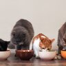 愛猫の『ご飯を出しっぱなし』にしないほうがいい？置き餌が危険な3つの理由