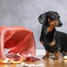 犬が病気を引き起こす『生活環境』5選　重大な病気やケガを招く可能性も…