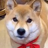 寝る時間になったので『もうねんねだよ』と犬に伝えた結果…人の子のような『愛に溢れている光景』が87万再生「賢すぎ」「会話が成立してる」