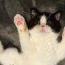 とっても小さかった子猫が成長した結果…１年後に同じポーズをしている様子が尊すぎるとSNSで反響続々「大きくなったね」「1年ってすごい」