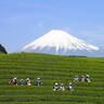 【富士・おおぶちお茶まつり】富士山・茶畑・茶娘を一度に撮影できる
