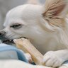 犬が食べると『喉に詰まってしまうもの』5選　事故を未然に防ぐために絶対すべきことまで