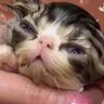 生後35日の子猫が初のお風呂→プロが洗った結果…まさかの『可愛すぎる光景』が16万再生「ぬいぐるみに見えた」「ひたすらに尊い」