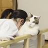 猫が『疲れてしまった娘』にとった行動…思わぬ方法で『癒やす様子』が面白すぎると18万再生「貫禄ｗｗ」「ダンディーで草」と爆笑の声