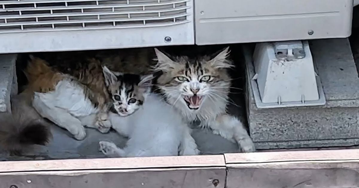 かみしばい　こねこがうまれたヨ！ 釣り針が刺さった母猫を助けたら、可愛い子猫達に会わせてくれた