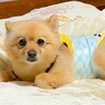 犬が『実家のおばあちゃん』と仲良くなりすぎた結果…まさかの『一緒に寝たいと訴える姿』が17万再生「どっちか迷ってるｗ」「可愛すぎる」