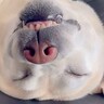 爆睡している大型犬を観察中→目が覚めた瞬間…なぜか『気まずい空気が流れる光景』に「油断も隙もありまくり」「平和で何よりｗ」と反響