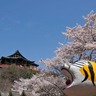 昼も夜も美しい桜スポット。お堂や寅が桜で彩られる奈良県平群町の「信貴山朝護孫子寺」