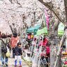 【高砂】「スプリングフェスタ鹿島川2024」開催！桜の下でグルメやステージを楽しんで♪
