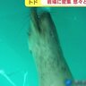 トドの大群が押し寄せる！北海道石狩市の海岸　漁師も困惑　ニシン復活が影響か