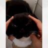 猫と『トレンドの遊び』をしてみた結果…とんでもなく愛おしい『たまらない反応』が113万再生「なんて大きな音ｗ」「ヘリコプターみたい」