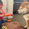 1歳の女の子の『おままごと』に付き合う犬→『まさかの配役』と『役になりきる光景』に7万いいね「貫禄凄い」「ちゃぶ台返ししそうｗ」と爆笑