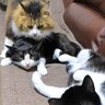 保護猫の姉妹と再会したボス猫→“独特な愛情表現”をしはじめて…まるで『父親と思春期の子どものようなやり取り』に「ウザがられてるｗ」