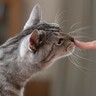 猫の『好きな香り・嫌いな香り』5選とその理由　飼い主さんが気をつけるべき香りにまつわる注意点