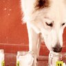 犬の『嗅覚』はどのくらい優れているの？人との比較やニオイを感知する能力について解説