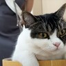 猫が『酔っぱらいの妹』に絡まれた結果…『可愛すぎる光景』が24万7000再生の大反響「好きすぎる」「お手のものだねｗ」